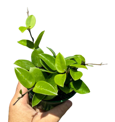  C.v. Chouke 